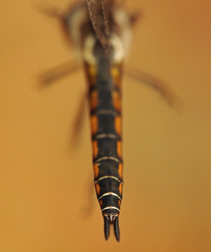 Female
2014_04_07_Wakulla_FL Female
2014_04_07_Wakulla_FL
